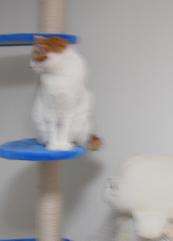 ﾌﾟｲ