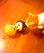 やじ猫
