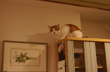 食器棚の上