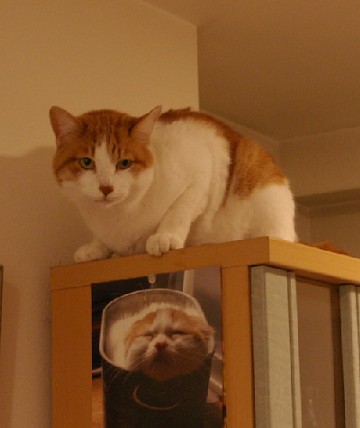 実は