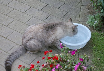 水飲み2008