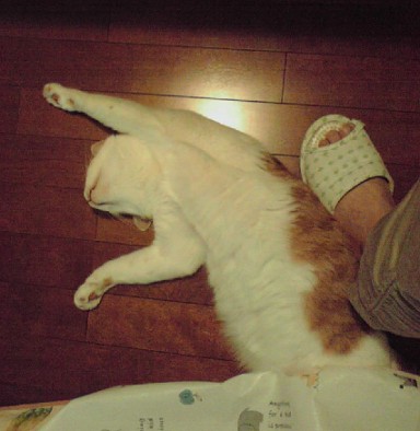ちょいな♪