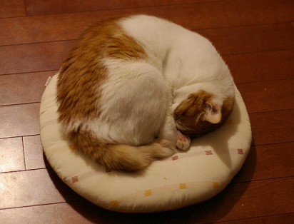おやすみ