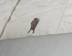 コウモリ？