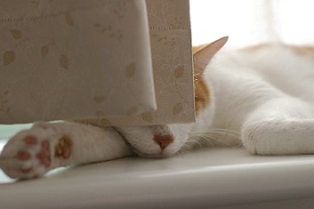 フフ