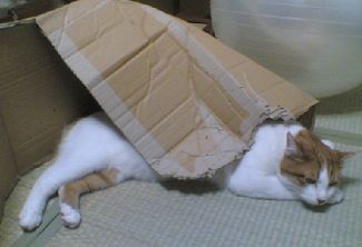 ハウス