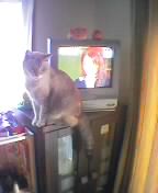 テレビ