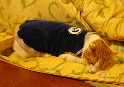 日本猫ですもの