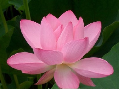 ハスの花