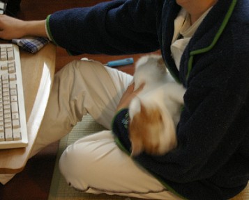 ぴちぴち猫
