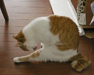 食後