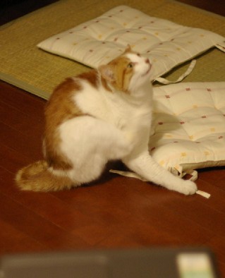 かゆかゆ