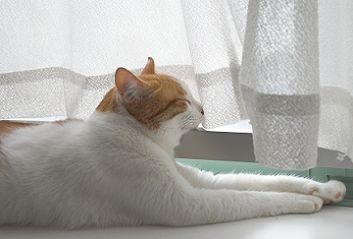 あごのせ