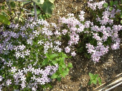庭の花2