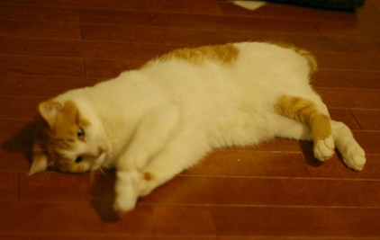 やってみるか