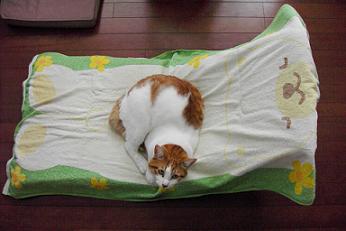 くまさんの上