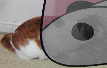 パンダ尻に猫顔