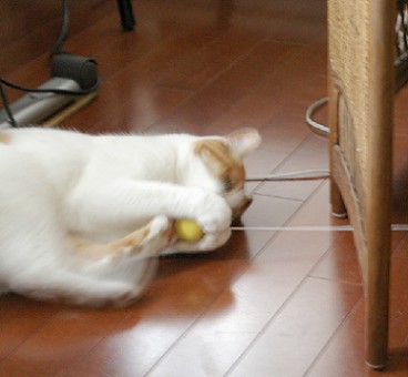 ふぉぉ