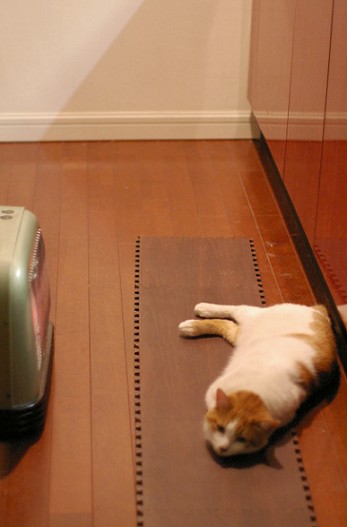 猫空間