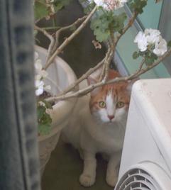 ピント合う