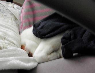 うつぶせ？