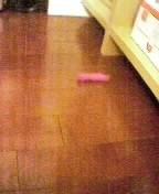 猫の管理下