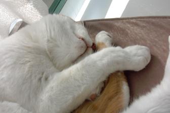 ｚｚｚ