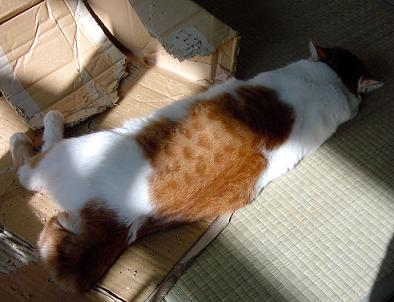 ゆだってます