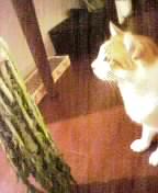 さて