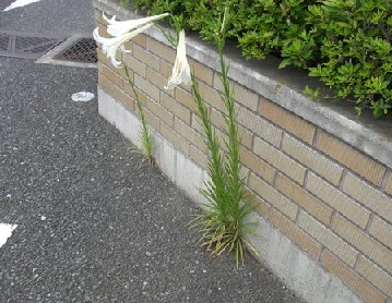 根性ユリ