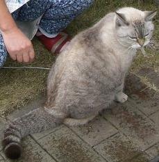 母が来ると