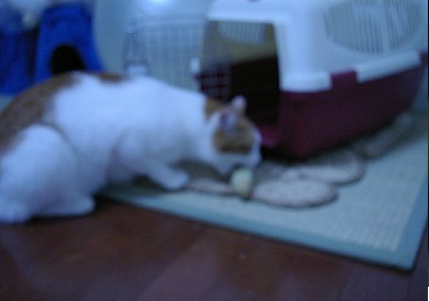 芯です