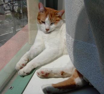 いました