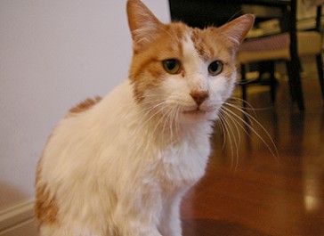 洗われ猫