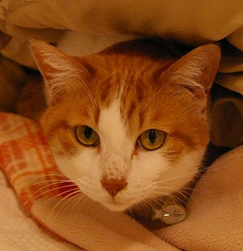 キリっと