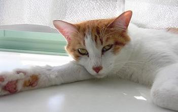 のぼせました