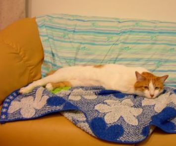 動きませんの