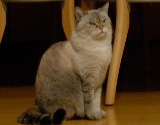 きちん