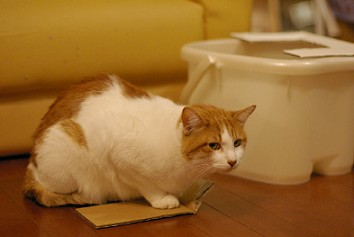 足湯バケツのフタ