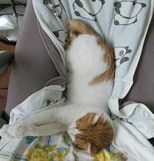 すっぽり