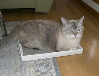 箱入り？