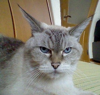 耳