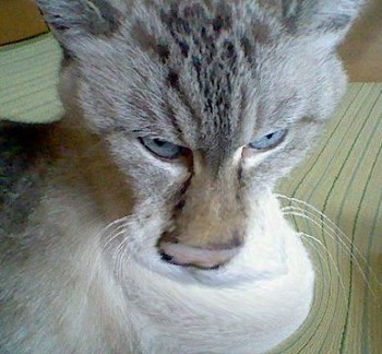 鼻