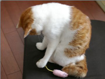 パシ