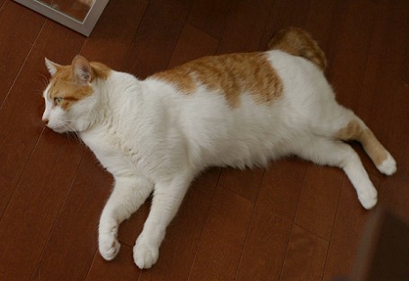 転がりモデル