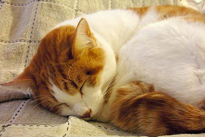 ねむり猫アップ