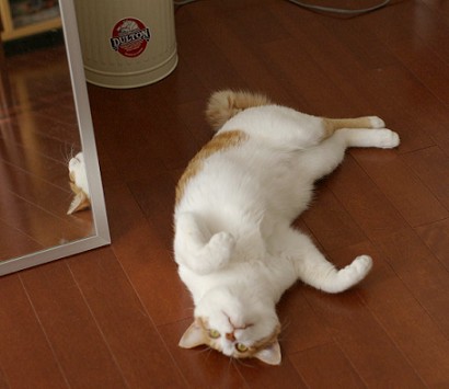 転がりサービス