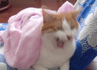 ふわ～