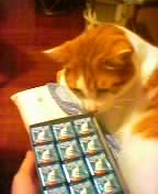 猫チェック