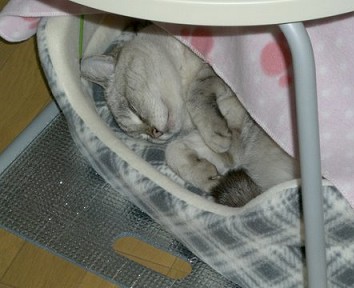 おやすみ中